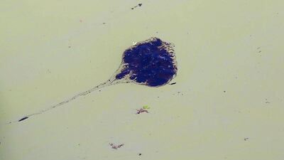 The oil spill, which occurred on Satuday, March 22, 2014, has forced the closure of the 50-mile Houston Ship Channel. Thomas Shea / Getty Images / AFP