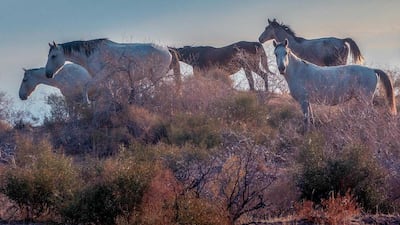 Sheikh Hamdan's photo of a herd of horses in Uzbekistan.