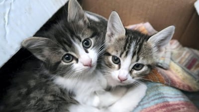 Heslop's home soon turned into an impromptu hospital for kittens. Courtesy Anne Heslop