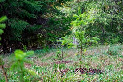 The soil produced from human composting can be used to enrich land, forests and gardens. Photo: Recompose