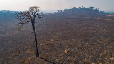 Almost half of Brazil’s carbon emissions comes from deforestation. AP