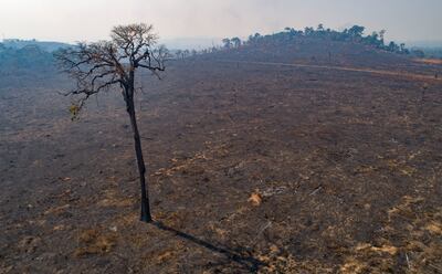 Deforestation for agriculture can contribute to climate change, scientists say. AP