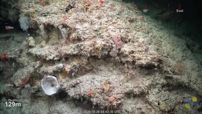 A view of the surface of a 500-metre-tall coral reef discovered by Australian scientists, off Australia's Great Barrier Reef. Schmidt Ocean Institute via Reuters