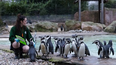 A zoo keeper counts Humboldt penguins at London Zoo. A colony of the species at Dudley Zoo, also in England, has been devastated by an outbreak of avian malaria. EPA