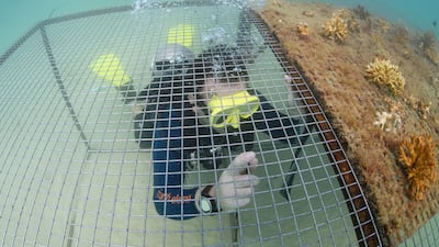 Natural coral reefs have suffered significant damage due to climate change and rising temperatures, while manmade developments and industry have had an impact also