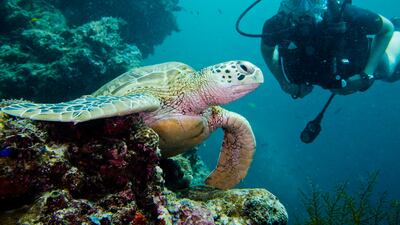 A Hawksbill turtle rest on the reef wall of Sipadan Island off the coast of Borneo, Malaysia. Photo: Antonie Robertson/The National