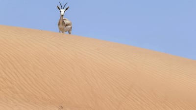 Take part in a women-only desert retreat in Ras Al Khaimah. Antonie Robertson / The National