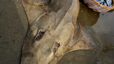The main threats to the common guitarfish are commercial fishing to supply the shark fin trade. AFP