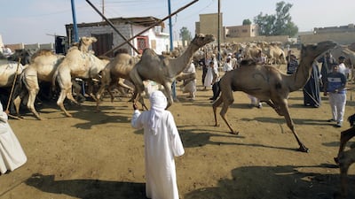 In Egypt, camels sell for between 18000 and 40,000 Egyptian pounds.