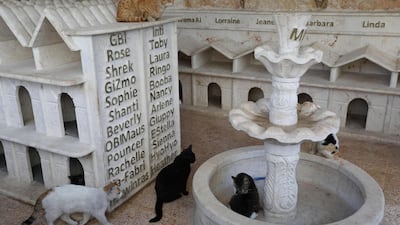 Cats walk around a marble fountain and cubes used as houses at Ernesto's Cat Sanctuary. AFP