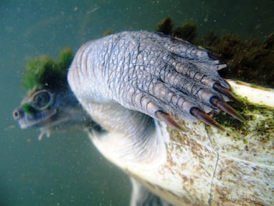 Mary River turtles were only discovered in 1990 and classified in 1994. Chris Van Wyk / @chrisvanwykdotcom