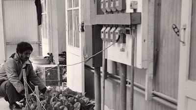 Vegetables including tomatoes, aubergine, cucumbers and cabbage were grown in the greenhouses, in a combination of sea sand and desert sand, which was meant to cut down on the salt content in the sand, along with proper fertilizer for the arid conditions. Courtesy Ali Kaddas Al Romaithi