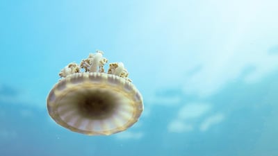 An upside down jelly fish.