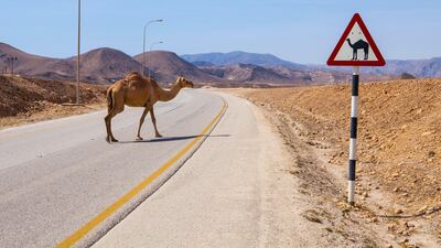 A camel crossing the road near Salalah, in southern Oman. Photo: Alamy