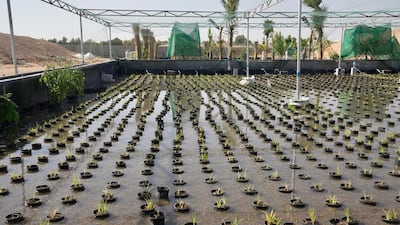 The system recycles water, waste and nutrients. Photo: Mohamed Al Nuaimi