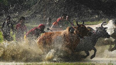 Indian farmers compete with their bulls. Dibyangshu Sarkar / AFP