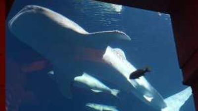 'Sammy' the whale shark in the aquarium at the Atlantis hotel and resort in Palm Jumeirah, Dubai.