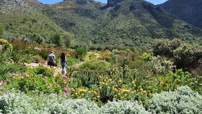 The Fynbos Walk with the colourful Pincushions (Leucospermum), Sugarbushes (Protea), Heaths (Erica) and other Fynbos shrubs from the mountains and valleys of the Western Cape, at Kirstenbosch National Botanical Garden. Courtesy Alice Notten