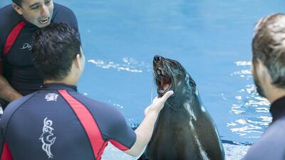 The animals were brought to the hotel from a facility in France in December last year, with staff gradually training them to interact with the public.