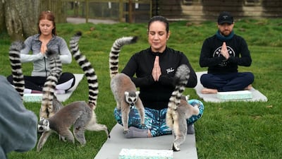 "It seemed to be a really good combination to encourage people to have a go and spend time with a lemur," Robinson continues. PA