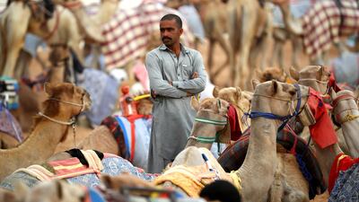 A handler waits to race prior to the start of the Al Marmoom Heritage Festival.