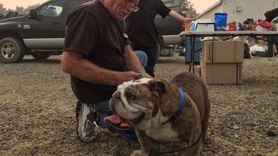 Steve Cox pets Ernie, his 10-year-old English bulldog, before handing him over to a shelter in Chico. AFP