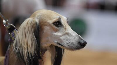 Among factors considered by judges will be lineage, bearing and appearance – including the shape of the head.