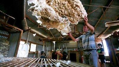 Sheep shearing in Parkes, Australia. Ian Waldie