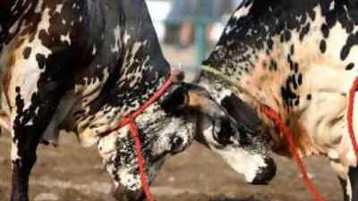 The UAE has a great history of bull butting with depictions of the humped animal found on pre-Islamic pottery.