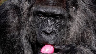 Western lowland gorilla Fatou eats a hard-boiled Easter egg at the Berlin Zoo, Germany. Reuters