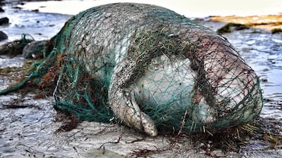A dead dugong wrapped in a fishermen’s net.