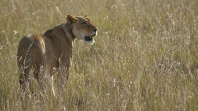 The first glimpse of a big cat is breathtaking. Photo by Rob Garratt