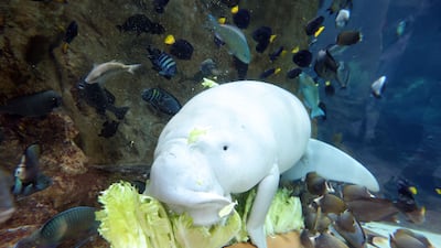 Malquot was treated to 'an all-lettuce cake' for his fifth birthday at SeaWorld Yas Island, Abu Dhabi. All photos: Chris Whiteoak / The National