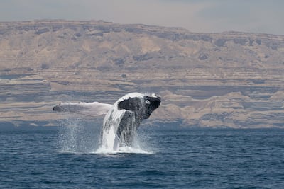 The whales usually stay within range of the Omani coast. Environment Society of Oman/D. MacDonald