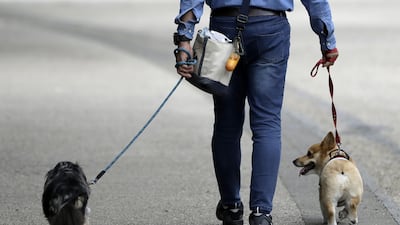 A man walks dogs on leash at a park in Tokyo, Japan, on Tuesday, July 9, 2019. Japan���s wages dropped for a fifth month, according to Japan's Ministry of Health, Labour and Welfare, adding to concerns over the resilience of consumer spending as a sales tax increase approaches in October. Photographer: Kiyoshi Ota/Bloomberg