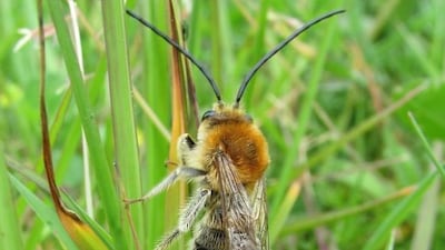 The Mohamed bin Zayed Conservation Fund supported work that has been keeping an eye on known bee colonies. Courtesy Paddy Saunders