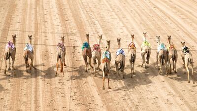 DUBAI, UNITED ARAB EMIRATES - APRIL 11, 2018. Camels at the start line at Al Marmoum Race Track. This is the final race at Al Marmoum Heritage Festival. (Photo by Reem Mohammed/The National) Reporter: Anna Zacharias Section: NA