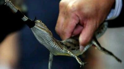 A Thai customs officer shows a gharial, a type of crocodile native to India, at a news conference on wildlife seized in Bangkok.