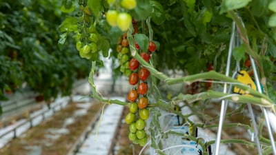 The Netherlands is an agricultural powerhouse and the second largest global exporter of food after the US. Photo: Rolf van Koppen