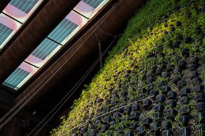 First look inside the Netherlands Pavilion showing a stained glass solar skylight over a massive green cone filled with more than 9,000 plants and herbs. Netherlands Pavilion Expo 2020 Dubai