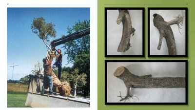 Spread from draft of Khalil Rabah’s The Handbook Guide of The Palestinian Museum of Natural History and Humankind, edited by Rana Anani and designed by Dennis Sobeh