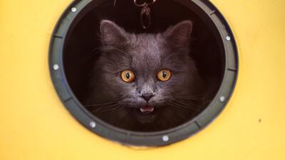 A cat meows while looking out from its carrier as animals and their owners gather at Our Ladies of Remedies Parish in the Malate area of Manila, for an annual pet blessing ceremony. AFP