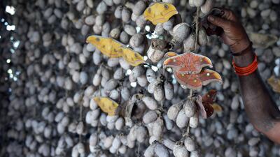 Members of tribal communities, also known as Adivasis, have traditionally been near the bottom of India’s socio-economic ladder, with some of the worst rates for poverty, malnutrition and life expectancy. The silkworm boom has attracted new farmers, giving them a handing them a way out of poverty.