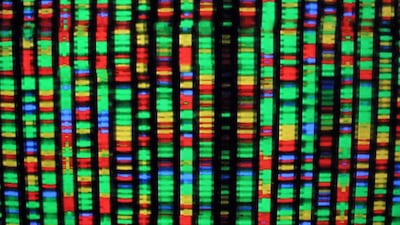 A digital representation of the human genome at the American Museum of Natural History in New York City. Each colour represents one the four chemical components of DNA. Mario Tama / Getty