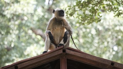Brides in the Indian city of Agra have been hiring langur monkeys, pictured here, to keep smaller monkeys like the feral that have been gatecrashing outdoor weddings and frightening guests and hosts alike. Prakash Singh/AFP Photo