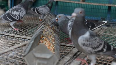 Indian racing pigeons feed in a cage in Chennai. AFP