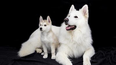 Dog-lovers take note, New York's newest museum is dedicated entirely to our four-legged friends. Pixabay