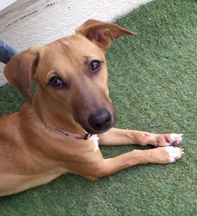 Missing pup Nini got lost during a trial adoption. Courtesy Laura Maria