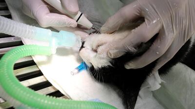 Johnson gets a dental cleaning owning to plaque. Photo: Chris Whiteoak / The National