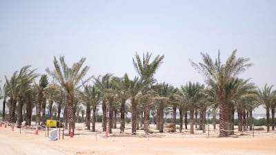 Palms that will be distributed across the expo complex are grown at the nursery. Reem Mohammed / The National